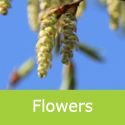 Carpinus Frans Fontaine Mature Bare Root or rootball flowers
