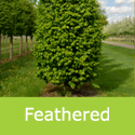 Carpinus Frans Fontaine Mature Bare Root or rootball feathered options