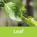 Carpinus Frans Fontaine Mature Bare Root or rootball Summer leaf
