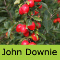 Bare Root John Downie Crab Apple Tree (4). GOOD JELLY + SCENTED FLOWERS **FREE UK MAINLAND DELIVERY + FREE 3 YEAR TREE WARRANTY**