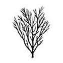 Bare Root Malus Laura Crab Apple basic shape