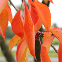 Bare root Prunus Accolade Autumn foliage