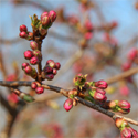 Bare root Prunus Accolade flower bud