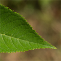 Bare root Prunus Accolade leaf