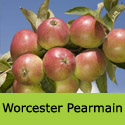 Bare root Worcester Pearmain on Duo Apple Tree