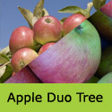 Bare Root Duo Apple Tree Worcester Pearmain + Fiesta