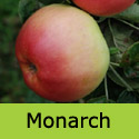 C4 Bare Root Monarch Cooking Apple, LARGE JUICY APPLES + HEAVY CROP + SCAB RESISTANT **FREE UK MAINLAND DELIVERY + FREE 100% TREE WARRANTY**