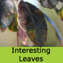 Bare root Malus Toringo Scarlett foliage