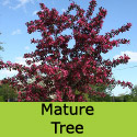 Bare root Malus Toringo Scarlett shape