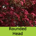 Bare root Malus Toringo Scarlett rounded head