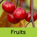 Bare root Malus Toringo Scarlett fruits