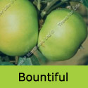 C2 Bare Root Bountiful Cooking + Eating Apple, DISEASE RESISTANT + CRISP + LARGE CROP + NORTH UK **FREE UK MAINLAND DELIVERY + FREE 100% TREE WARRANTY**