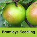 Bareroot Bramleys Seedling Cooking Apple