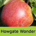 Bareroot Howgate Wonder cooking and eating apple tree