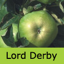 C4 Bare Root Lord Derby Cooking Apple, SELF FERTILE + LARGE CROP + DISEASE RESISTANT + LARGE FIRM APPLES + NORTH UK **FREE UK MAINLAND DELIVERY + FREE 100% TREE WARRANTY**