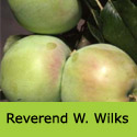 Bare root Reverend W Wilks cooking apple tree