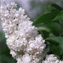 Syringa Beauty Of Moscow flower