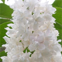 Syringa Beauty Of Moscow flower