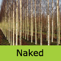 Betula Alba Pendula Silver Birch no leaves i.e. naked