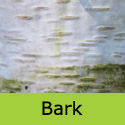 Betula Alba Pendula Silver Birch bark