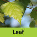 Betula Alba Pendula Silver Birch leaf