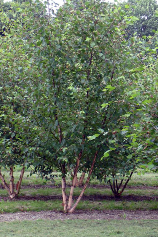 Buy Chinese Red Birch Betula Albosinensis Fascination Tree Online