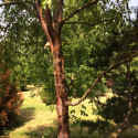 DELIVERED SEPTEMBER 2022 Wakehurst Place Chocolate Birch Tree (Betula utilis Wakehurst Place Chocolate) **FREE UK MAINLAND DELIVERY + FREE 100% TREE WARRANTY**