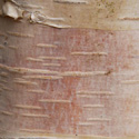 Betula Edinburgh Birch Tree, SMALL + WHITE BARK **FREE UK MAINLAND DELIVERY + FREE 100% TREE WARRANTY**