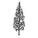 Betula Edinburgh Birch Tree, SMALL + WHITE BARK **FREE UK MAINLAND DELIVERY + FREE 100% TREE WARRANTY**