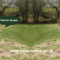 Betula Edinburgh Birch Tree, SMALL + WHITE BARK **FREE UK MAINLAND DELIVERY + FREE 100% TREE WARRANTY**