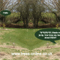 Betula Edinburgh Birch Tree, SMALL + WHITE BARK **FREE UK MAINLAND DELIVERY + FREE 100% TREE WARRANTY**