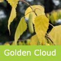 Betula Pendula Golden Cloud