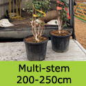 Betula Snow Queen Doorenbos Multi Stem 200-250cm