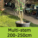 Betula Snow Queen aka Doorenbos multi-stem 200-250cm