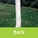 Betula Trinity College Tree **FREE UK MAINLAND DELIVERY + FREE 100% TREE WARRANTY**