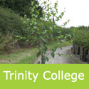 Betula Trinity College Tree **FREE UK MAINLAND DELIVERY + FREE 100% TREE WARRANTY**