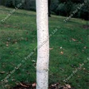 DELIVERED SEPTEMBER 2022 Trinity College Birch Tree (Betula utilis 'Trinity College') Supplied height 1.2 to 2.4 m **FREE UK MAINLAND DELIVERY + FREE 100% TREE WARRANTY**