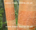 Chinese Red Barked Birch (Betula alb Kansu), 2-3 Years old, 1.5 - 2m tall ***FREE UK MAINLAND DELIVERY + FREE 100% TREE WARRANTY***