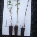 Silver Birch Tree (Betula pendula) 20-40cm Trees**FREE UK MAINLAND DELIVERY + FREE 100% TREE WARRANTY**