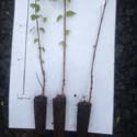 DELIVERED SEPTEMBER 2025 Silver Birch Tree (Betula pendula) 20-40cm Trees**FREE UK MAINLAND DELIVERY + FREE 100% TREE WARRANTY**