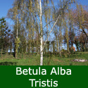 Tristis Weeping Silver Birch Tree, Betula Pendula Tristis Supplied height 1.5 to 2.40 metres in a 5-12 litre container **FREE UK MAINLAND DELIVERY + FREE 100% TREE WARRANTY**