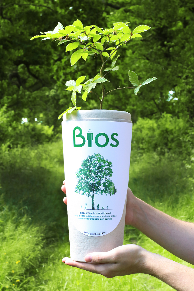 BIOS Biodegradable Urn for Ashes + 12 Tree Sapling ***FREE UK MAINLAND