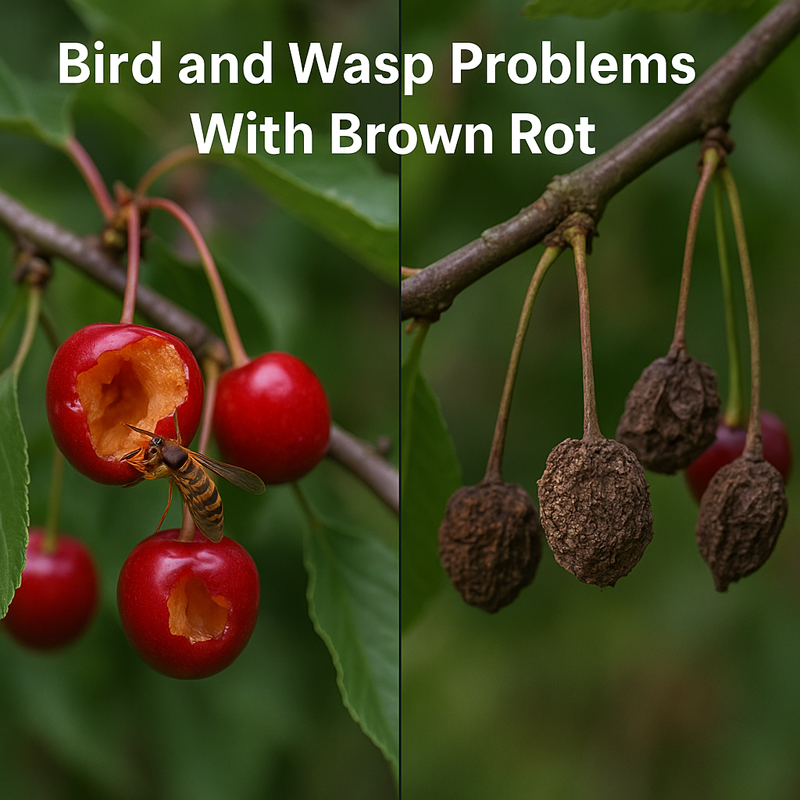 Everything you might want to know about fruiting cherry trees