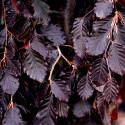 DELIVERED SEPTEMBER 2022 Black Swan Weeping Purple or Copper Beech Tree (Fagus sylvatica 'Black Swan') Supplied height 1.0 to 1.5 m *PRICE INCLUDES FREE UK MAINLAND DELIVERY**