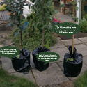 Victoria Plum Tree (C3) Supplied Height 1.25m-2.40m, SELF FERTILE + VERY POPULAR +FREE UK MAINLAND DELIVERY + 100% TREE WARRANTY