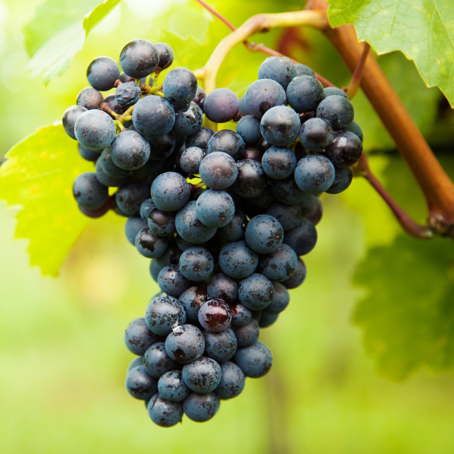 Buy Boskoop Glory Grape Vine Online 3 YEAR LTD WARRANTY
