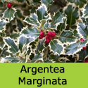 Broad Leaved Silver Holly Tree Ilex Aquifolium Argentea Marginata Supplied 80-150cm **FREE UK MAINLAND DELIVERY**