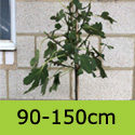 Brown Turkey fig tree 120-150cm tall Half Standard