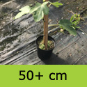 Brown Turkey fig tree 50 to 100cm