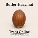 DELIVERED SEPTEMBER 2026 Butler Hazelnut Tree